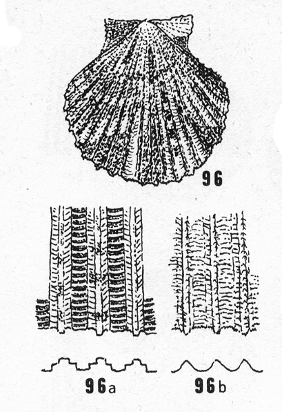 Chlamys opercularis adouini